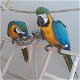 Schattige ara papegaaien voor adoptie - 0 - Thumbnail
