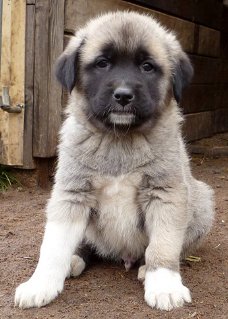 Anatolian Shepherd Pups