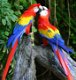 Adorable Scarlet Macaw parrots for adoption - 0 - Thumbnail