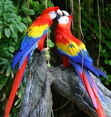 Adorable Scarlet Macaw parrots for adoption