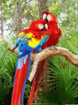 Adorable Scarlet Macaw parrots for adoption - 1