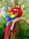 Adorable Scarlet Macaw parrots for adoption - 1 - Thumbnail