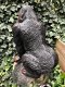 Prachtige gorilla, polystone mooi om te zien-gorrila-aap - 6 - Thumbnail
