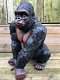 Prachtige gorilla, polystone mooi om te zien-gorrila-aap - 7 - Thumbnail