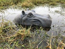 Prachtige polysteinen kop van een hippo-nijlpaard
