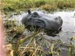 Prachtige polysteinen kop van een hippo-nijlpaard - 2 - Thumbnail