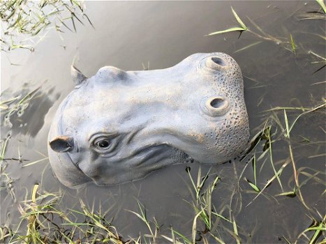 Prachtige polysteinen kop van een hippo-nijlpaard - 3