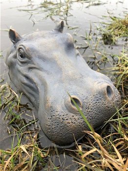 Prachtige polysteinen kop van een hippo-nijlpaard - 4