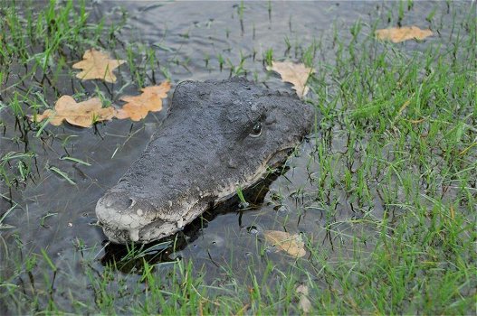 Prachtige polysteinen kop van een hippo-nijlpaard - 6