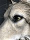Prachtige wolvenkop, Polystein-expressie-wolf-hond - 3 - Thumbnail