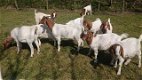 Boer Billy Goat - 0 - Thumbnail