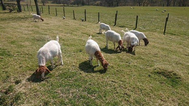 Boer Billy Goat - 1