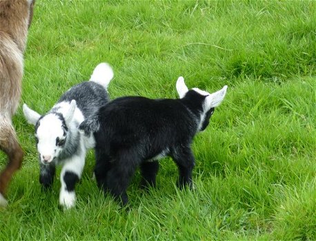 Pygmy Goat Kids - 1 Nanny, 1 Wether-tweeling - 0