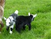 Pygmy Goat Kids - 1 Nanny, 1 Wether-tweeling - 0 - Thumbnail