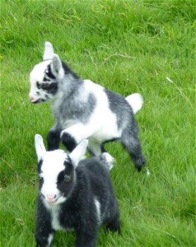 Pygmy Goat Kids - 1 Nanny, 1 Wether-tweeling - 1