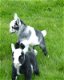Pygmy Goat Kids - 1 Nanny, 1 Wether-tweeling - 1 - Thumbnail