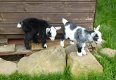 Pygmy Goat Kids - 1 Nanny, 1 Wether-tweeling - 2 - Thumbnail