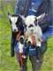 3 knappe wethers te koop - 0 - Thumbnail