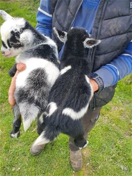 Rasechte Pygmy oppas en weersomstandigheden - 1