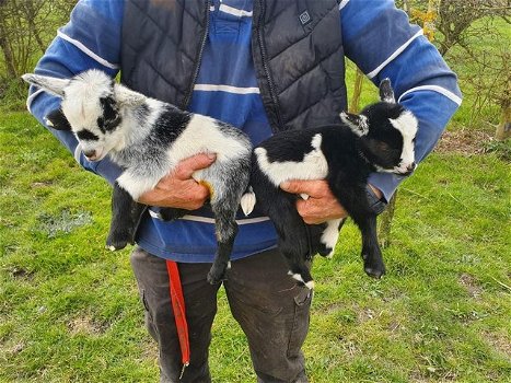 Rasechte Pygmy oppas en weersomstandigheden - 2