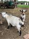 Mooie dwerggeitenkinderen goat - 0 - Thumbnail