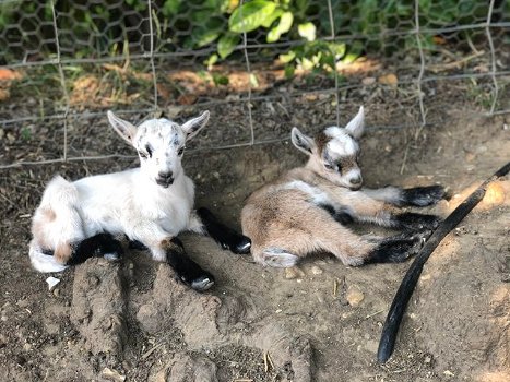 Mooie dwerggeitenkinderen goat - 1