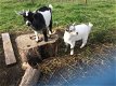 Mooie dwerggeitenkinderen goat - 2 - Thumbnail