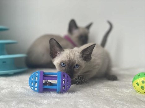 Siamese kittens beschikbaar - 1