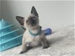 Siamese kittens beschikbaar - 2 - Thumbnail