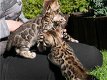 Drie prachtige Bengaalse kittens - 1 - Thumbnail