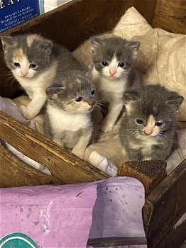 Prachtige kortharige blauwe kruis kittens te koop - 0