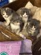 Prachtige kortharige blauwe kruis kittens te koop - 0 - Thumbnail