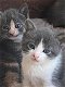 Prachtige kortharige blauwe kruis kittens te koop - 1 - Thumbnail