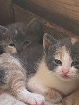 Prachtige kortharige blauwe kruis kittens te koop - 2