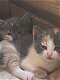 Prachtige kortharige blauwe kruis kittens te koop - 2 - Thumbnail