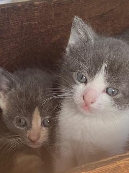 Prachtige kortharige blauwe kruis kittens te koop - 3