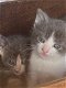 Prachtige kortharige blauwe kruis kittens te koop - 3 - Thumbnail