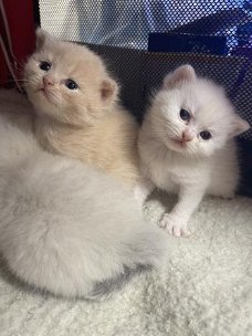 Britse kortharige kittens