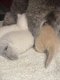 Britse kortharige kittens - 2 - Thumbnail