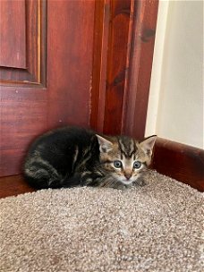 2 Snow Bengal Kittens