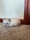 2 Snow Bengal Kittens - 2 - Thumbnail