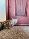 2 Snow Bengal Kittens - 3 - Thumbnail