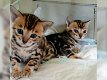 Gedeeltelijk Bengaalse kittens - 0 - Thumbnail