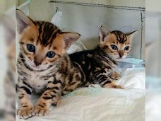 Gedeeltelijk Bengaalse kittens