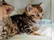 Gedeeltelijk Bengaalse kittens - 1 - Thumbnail