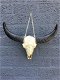 Schedel ivoor met zwarte horens-scheldel-polystein. - 0 - Thumbnail
