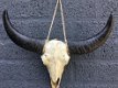 Schedel ivoor met zwarte horens-scheldel-polystein. - 1 - Thumbnail