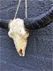 Schedel ivoor met zwarte horens-scheldel-polystein. - 2 - Thumbnail