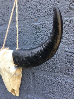 Schedel ivoor met zwarte horens-scheldel-polystein. - 3