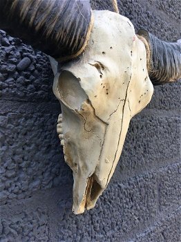 Schedel ivoor met zwarte horens-scheldel-polystein. - 5